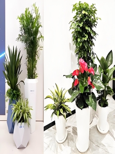 宁波杭州湾绿植出租价格实惠 宁波杭州湾绿植出租价格实惠